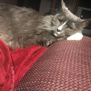 Meet your Posher, Bessie